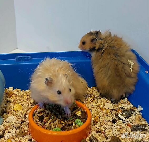 Сирийский и Ангорский хомячки