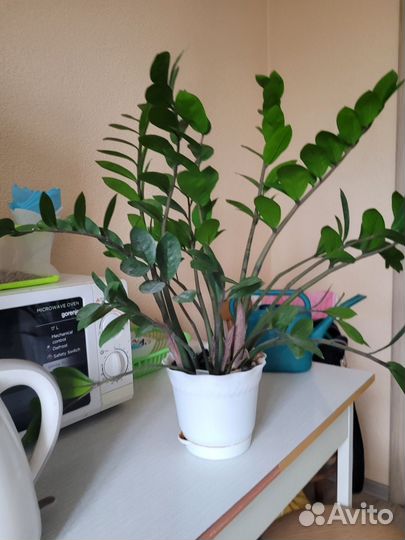 Замиокулькас долларовое дерево