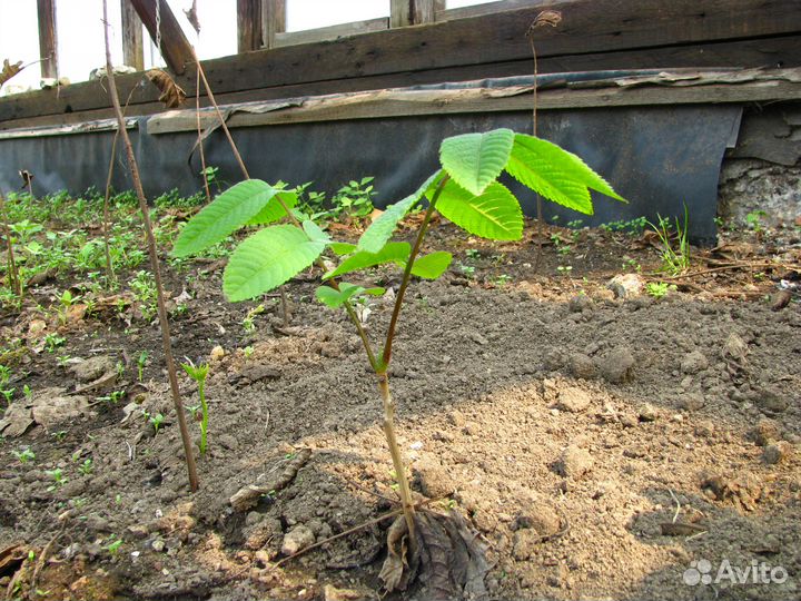Саженцы ореха маньчжурского