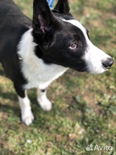 В добрые руки кобель метис лайки