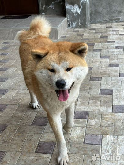 Акита обмен, вязка