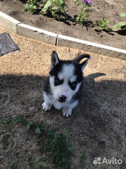 Щенки хаски