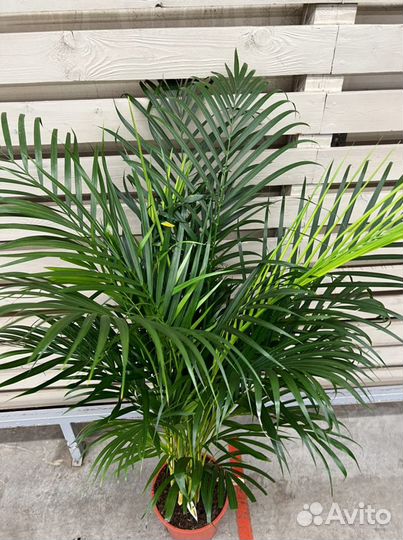 Пальма Арека H 150 см