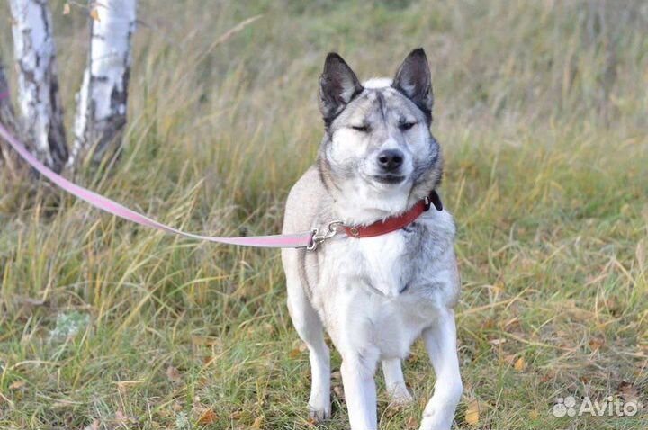 Западно сибирская лайка страдает в приюте