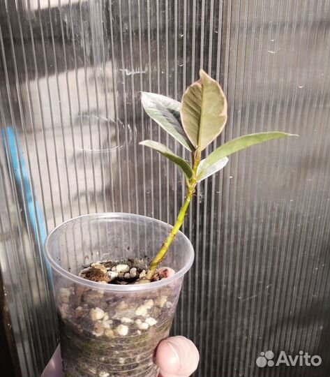 Фикус эластика тинеке