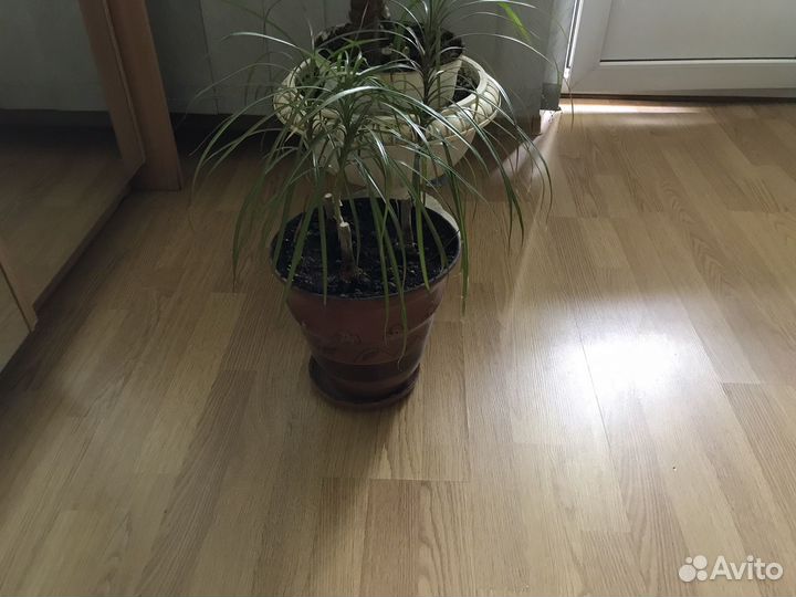 Драцена.Кашпо,горшки для цветов