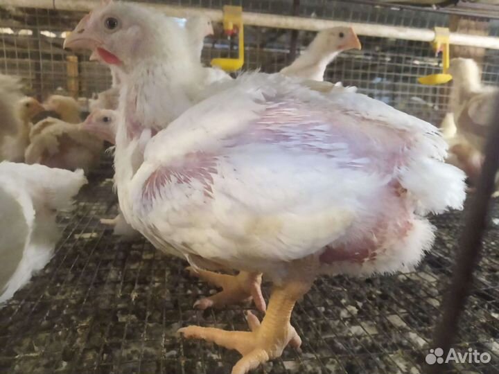 Цыплята бройлеры живым весом 2.3-3кг