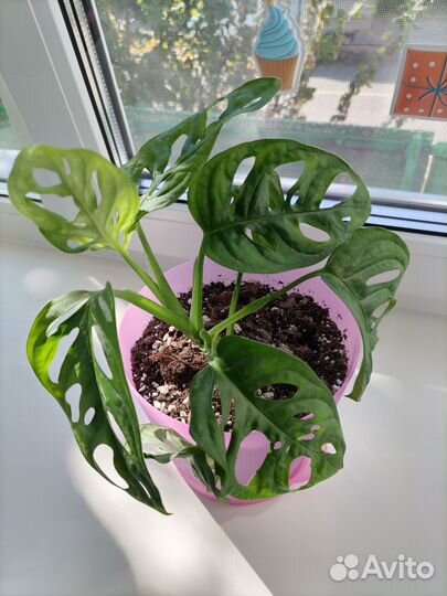 Монстера манки