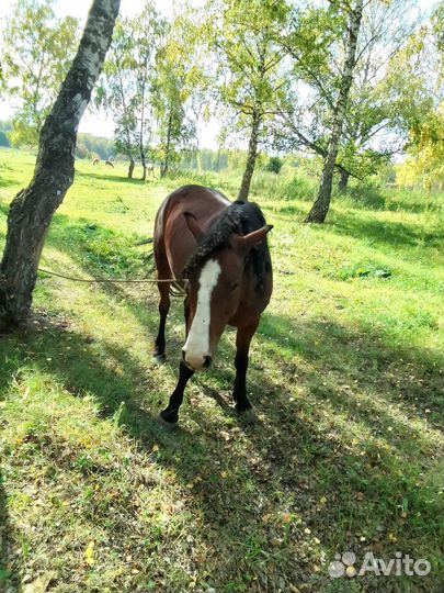 Лошадь кобыла