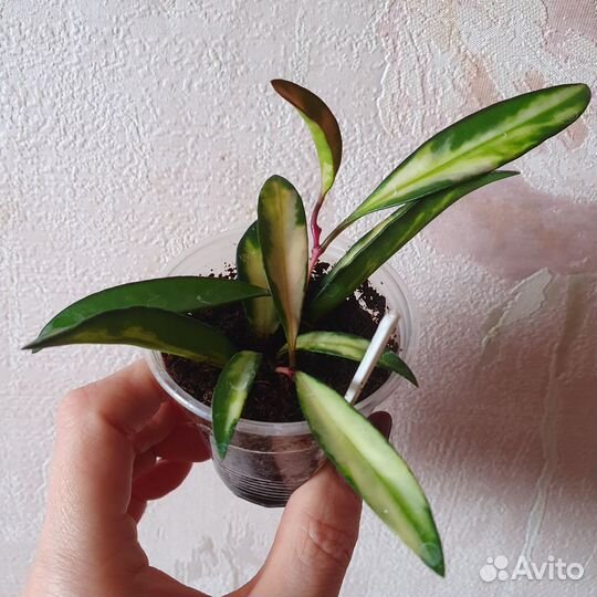 Хойя кентиана вариегатная, Hoya kentiana variegata