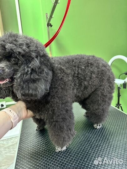 Стрижка собак груминг