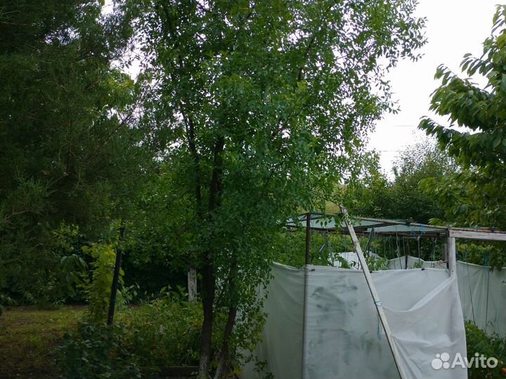 Финик китайский