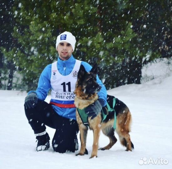 Дрессировка собак.Кинолог