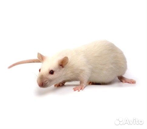 Живой корм Крыса подросток