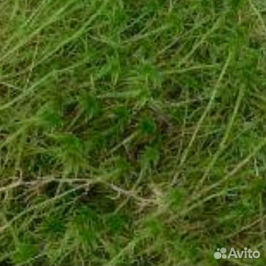 Мох растение Сфагнум