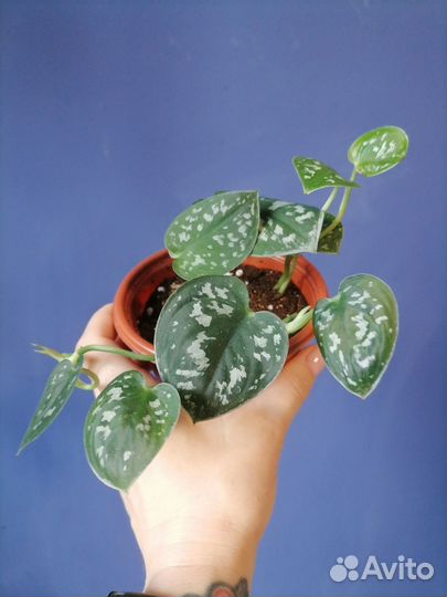 Сциндапсус пиктус