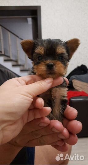 Йоркширский терьер щенки
