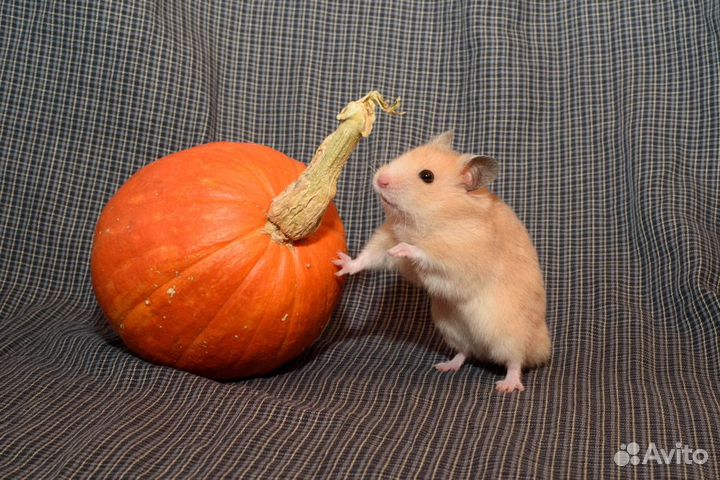 Сирийские хомяки