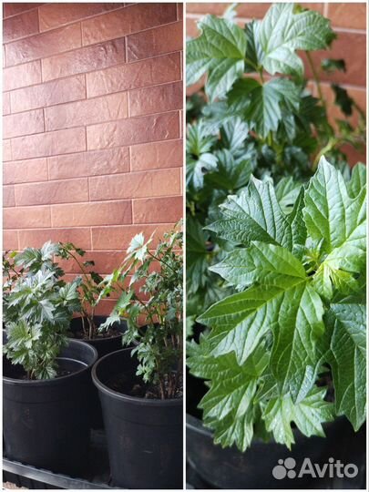 Калина бульденеж