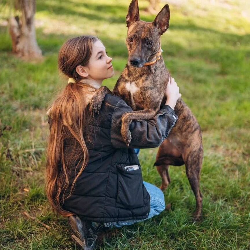 Семейная собака в добрые руки в дар