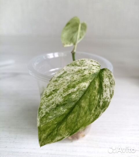 Эпипремнум Sp. Bali Hanoman