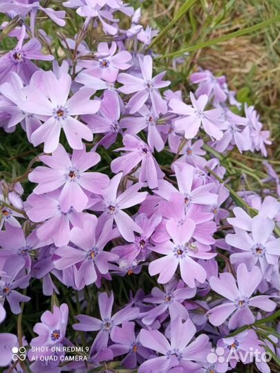 Многолетники для сада