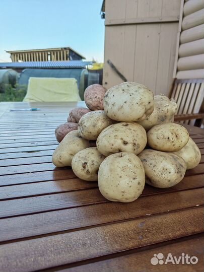 Продам картофель