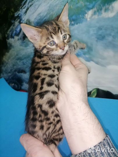 Бенгальская девочка