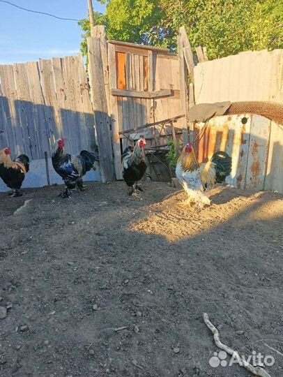 Петух породы Брама