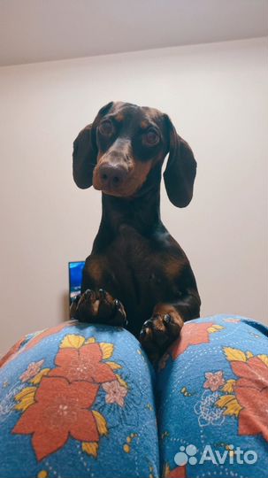 Такса вязка девочка