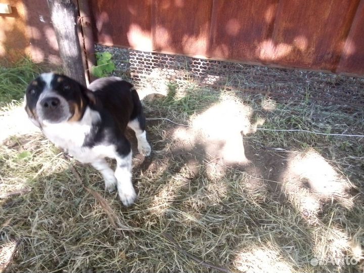 Собака в добрые руки