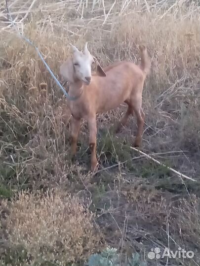 Коза 5 месячная
