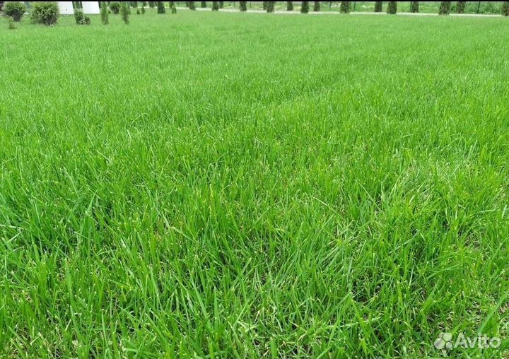 Рулонный газон