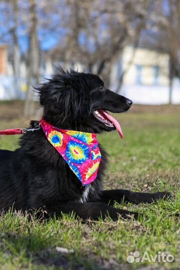 Пушистый песик живет в приюте