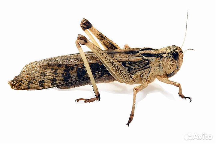 Живые кормовые насекомые