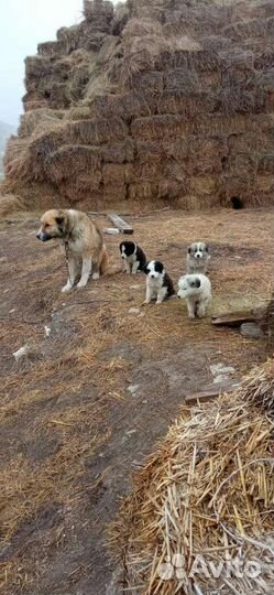 Собаки бойцовские