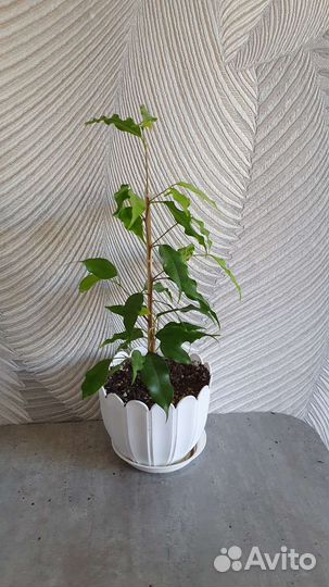Фикус голден моник обмен