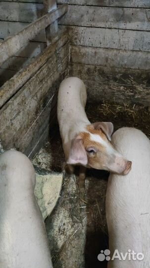 Продам свиней
