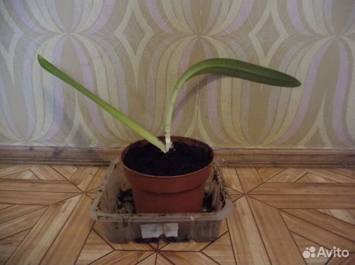 Цветок в горшке Амараллис (Гиппеаструм)