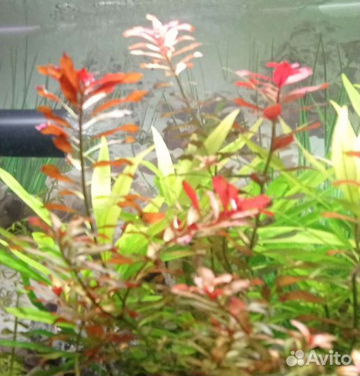 Лимонник, людвигия, мох аквариумные растения