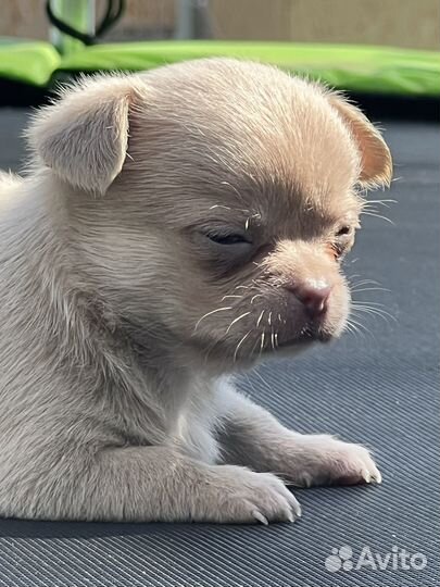 Щенки чихуахуа