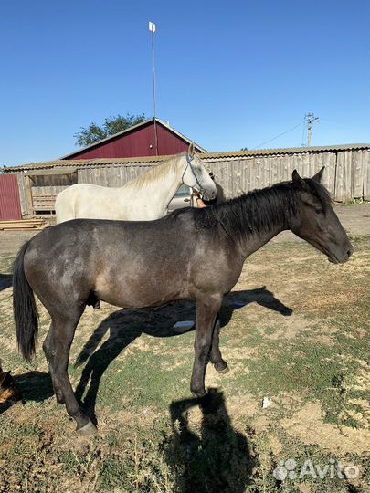 Лошади орловской породы
