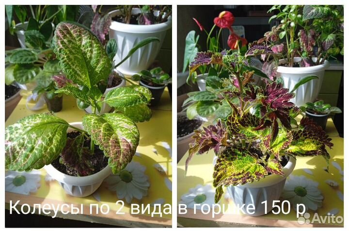 Домашние растения, строманта, колеус, хирита