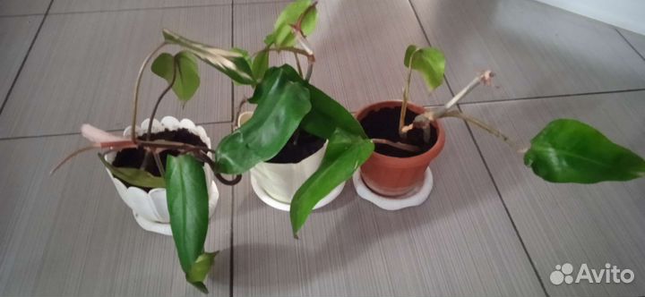 Мушмула, филодендрон