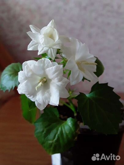 Паслён,кампанула