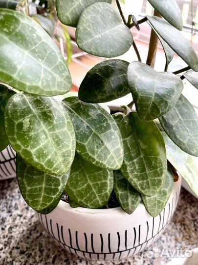 Хойя Аустрализ Лиза