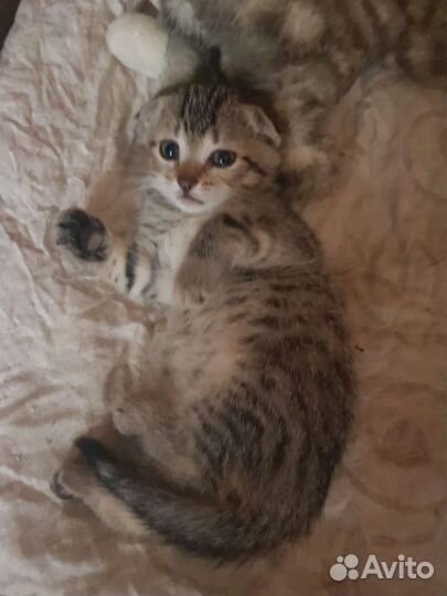 Вислоухие котята в дар