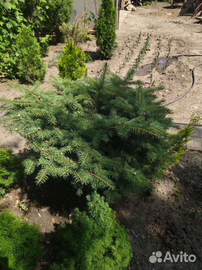 Можжевельник