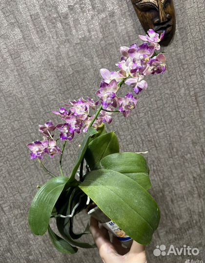 Орхидея фаленопсис детка