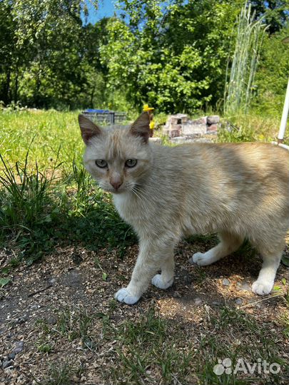 Кастрированный котик в хорошие руки